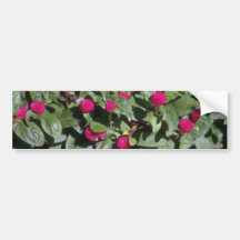 Globe Amaranth (Gomphrena Globosa) flowers Bumper Stickers