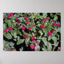 Globe Amaranth (Gomphrena Globosa) flowers Posters