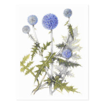 Globe Thistle Collection Post Card