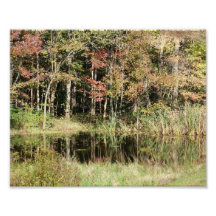 Gloire d'étang - 10x8 - épreuve photographique