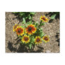 Gloriosa Daisy Postcard