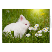 Glorious Day to Be a Bunny! Greeting Card
