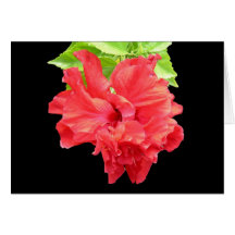 Glorious Red Hibiscus on Black Note Card
