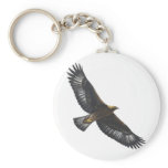 Glorius Golden Eagle Soaring