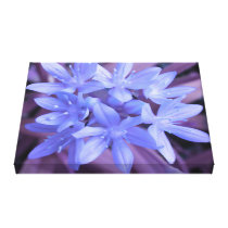 Glory of the Snow Blue Canvas Print