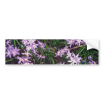 Glory Of The Snow, (Chionodoxa Luciliae) fl Bumper Sticker
