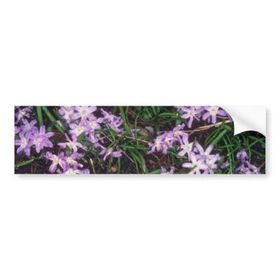 Glory Of The Snow, (Chionodoxa Luciliae) fl Bumper Sticker by blueyellowtube