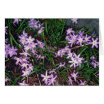 Glory Of The Snow, (Chionodoxa Luciliae) fl Cards