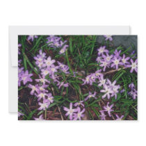 Glory Of The Snow, (Chionodoxa Luciliae) fl Invites