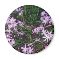 Glory Of The Snow, (Chionodoxa Luciliae) fl Magnet