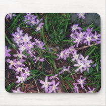 Glory Of The Snow, (Chionodoxa Luciliae) fl Mouse Pad
