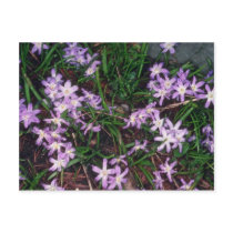 Glory Of The Snow, (Chionodoxa Luciliae) fl Postcards