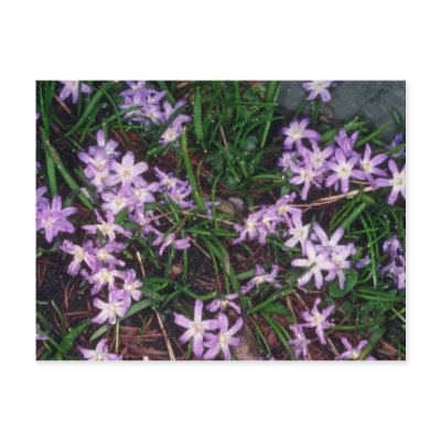 Glory Of The Snow, (Chionodoxa Luciliae) fl Postcards by blueyellowtube