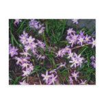 Glory Of The Snow, (Chionodoxa Luciliae) fl postcards