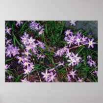 Glory Of The Snow, (Chionodoxa Luciliae) fl Print