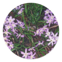 Glory Of The Snow, (Chionodoxa Luciliae) fl Round Sticker