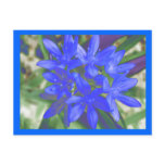 Glory Of The Snow Fluorescent Blue Postcard