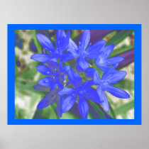 Glory Of The Snow Fluorescent Blue Print