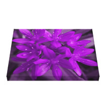 Glory of the Snow Purple Canvas Print