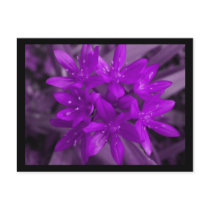 Glory Of The Snow Purple Postcard
