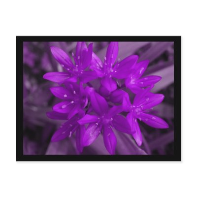 Glory Of The Snow Purple Postcard by Fallen_Angel_483