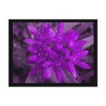Glory Of The Snow Purple Postcard