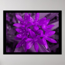 Glory Of The Snow Purple Print