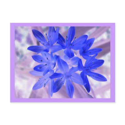 Glory Of The Snow Shocking Blue Postcard by Fallen_Angel_483