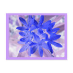 Glory Of The Snow Shocking Blue Postcard