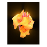 Glowing Canna ~ postcard