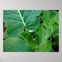 Glowing Droplet on broccoli leaf Print