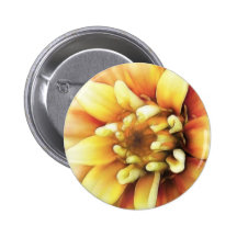 Glowing Golden Zinnia Pinback Buttons