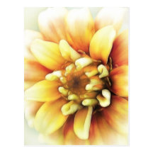 Glowing Golden Zinnia Post Card