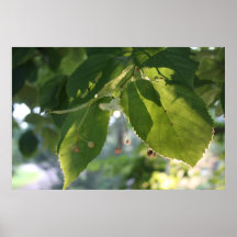 Glowing Leafs Poster