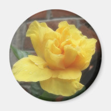 Glowing Yellow Hibiscus 2 Fridge Magnets