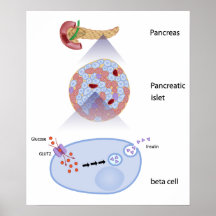 Glucose induces insulin release  Poster
