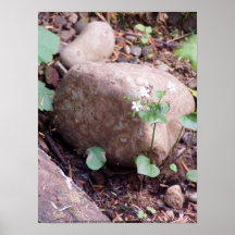 Gnat Creek Flowers #1 Poster