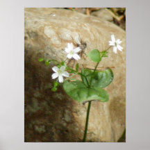 Gnat Creek Flowers #2 Posters