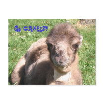 Go Camels! Postcards