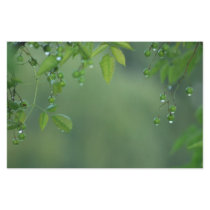 Go Green Stationery Paper