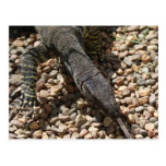 Goanna Kiss Postcards