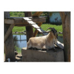 Goat at Rest Postcards