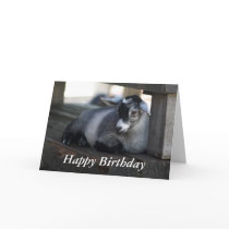 Goat Birthday Card