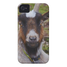 Goat close up. iPhone 4 covers