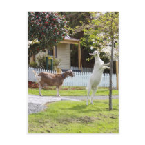 Goat Eating From Tree