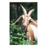 Goat Personalized Stationery