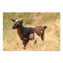 Goat Picture Photograph