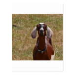 Goat Postcards