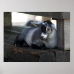 Goat Poster