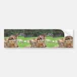 Goat Sitting Trunk Of Tree Bumper Stickers